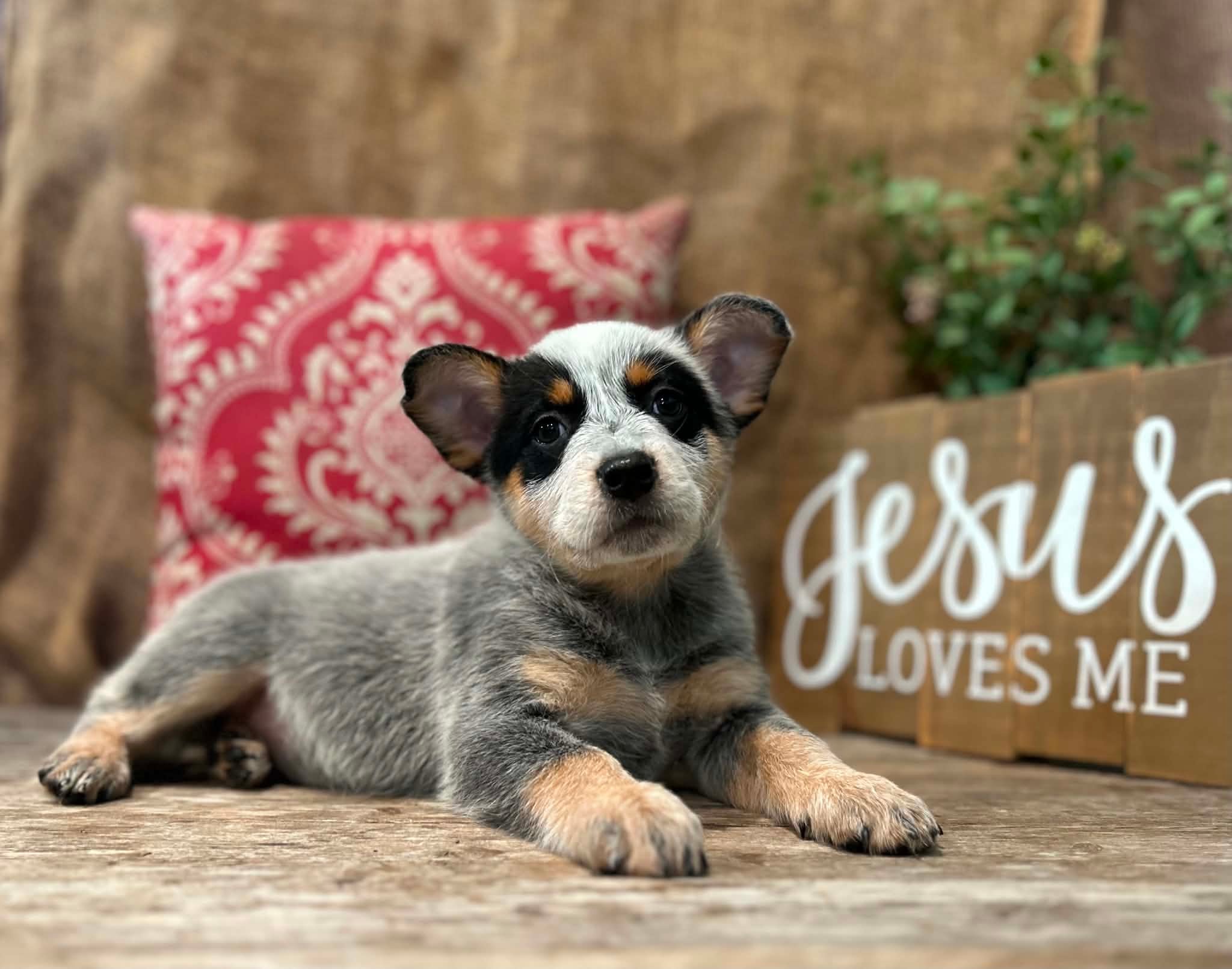 Sprinkles — female ACD puppy