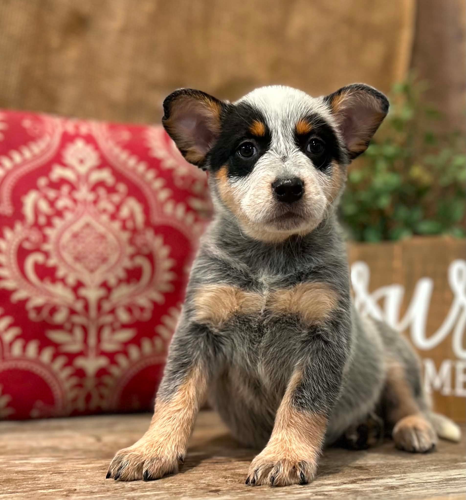 Sprinkles — female ACD puppy