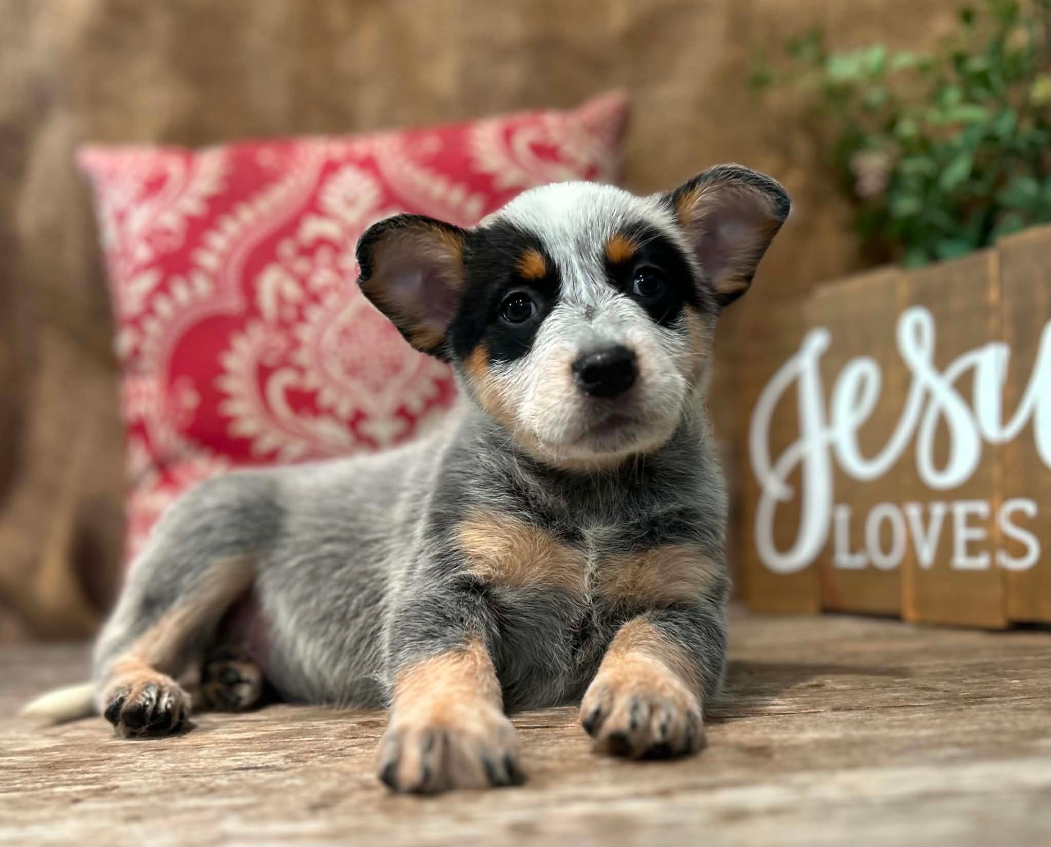 Sprinkles — female ACD puppy