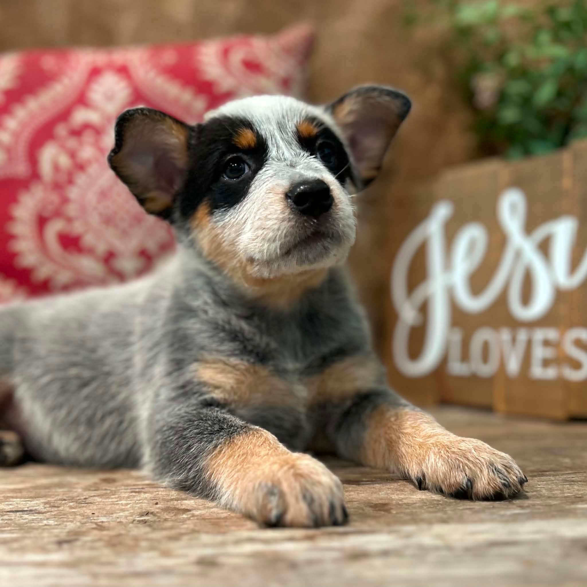 Sprinkles — female ACD puppy