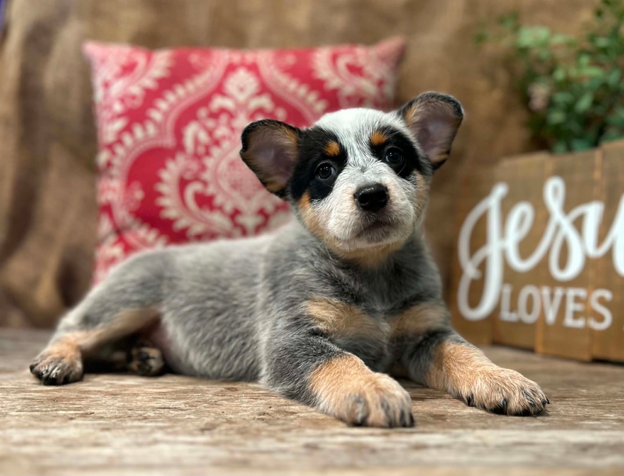 Sprinkles — female ACD puppy