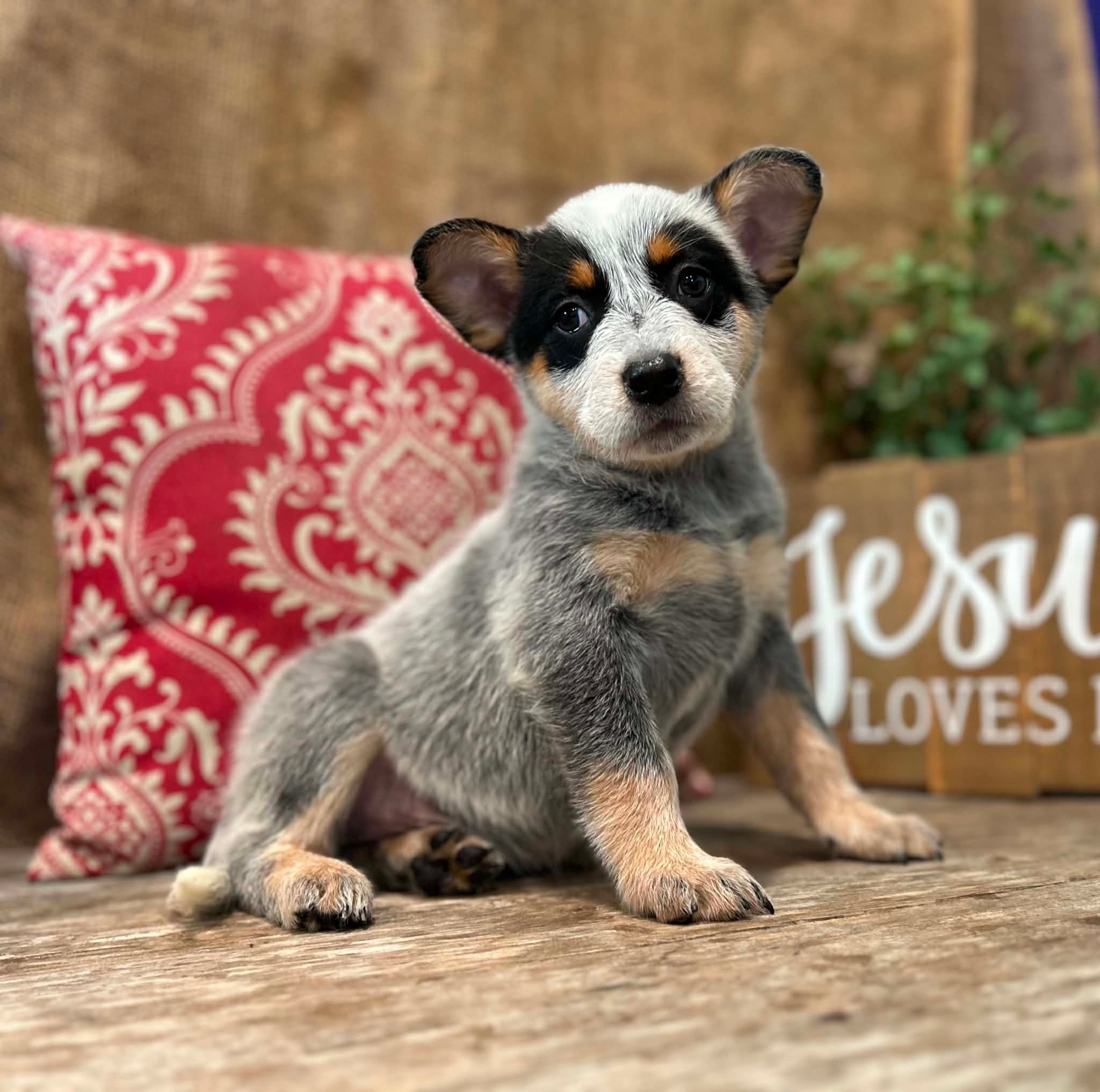 Sprinkles — female ACD puppy