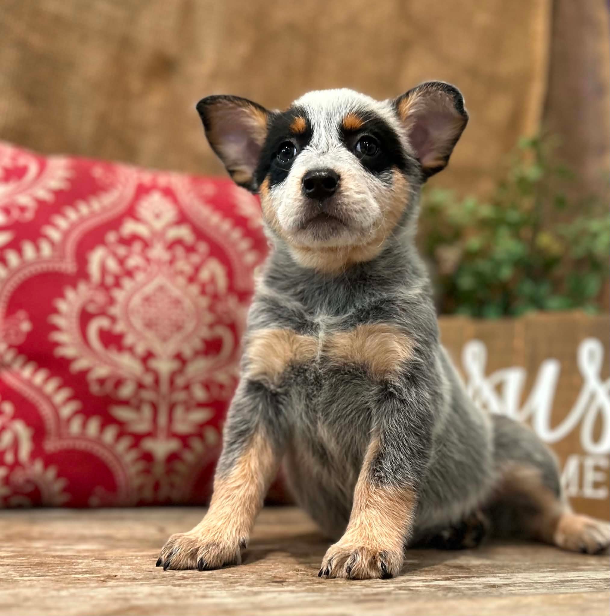 Sprinkles — female ACD puppy
