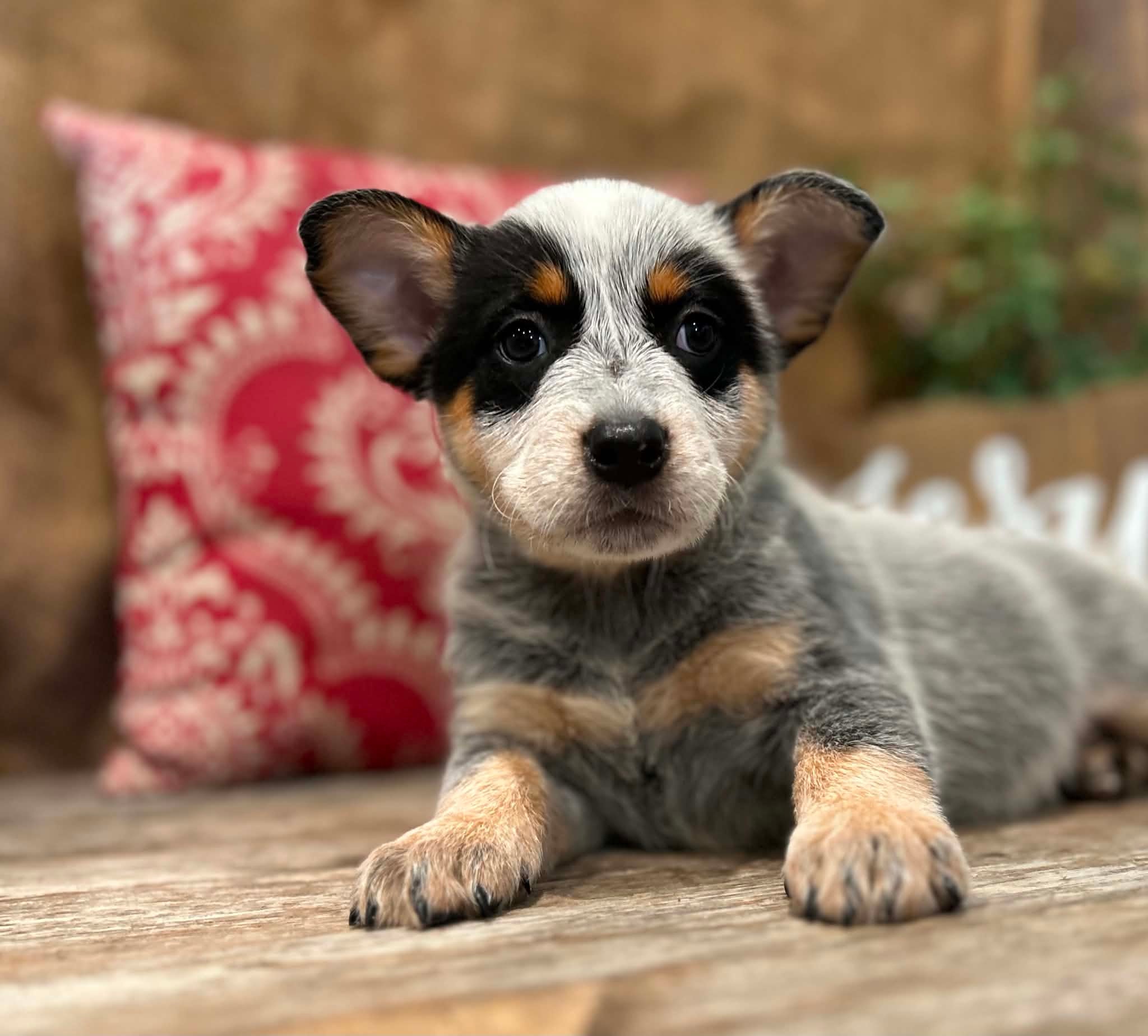 Sprinkles — female ACD puppy