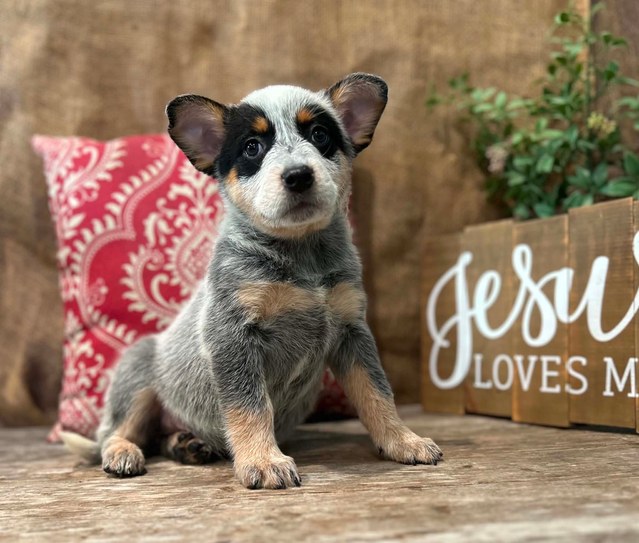 Sprinkles — female ACD puppy