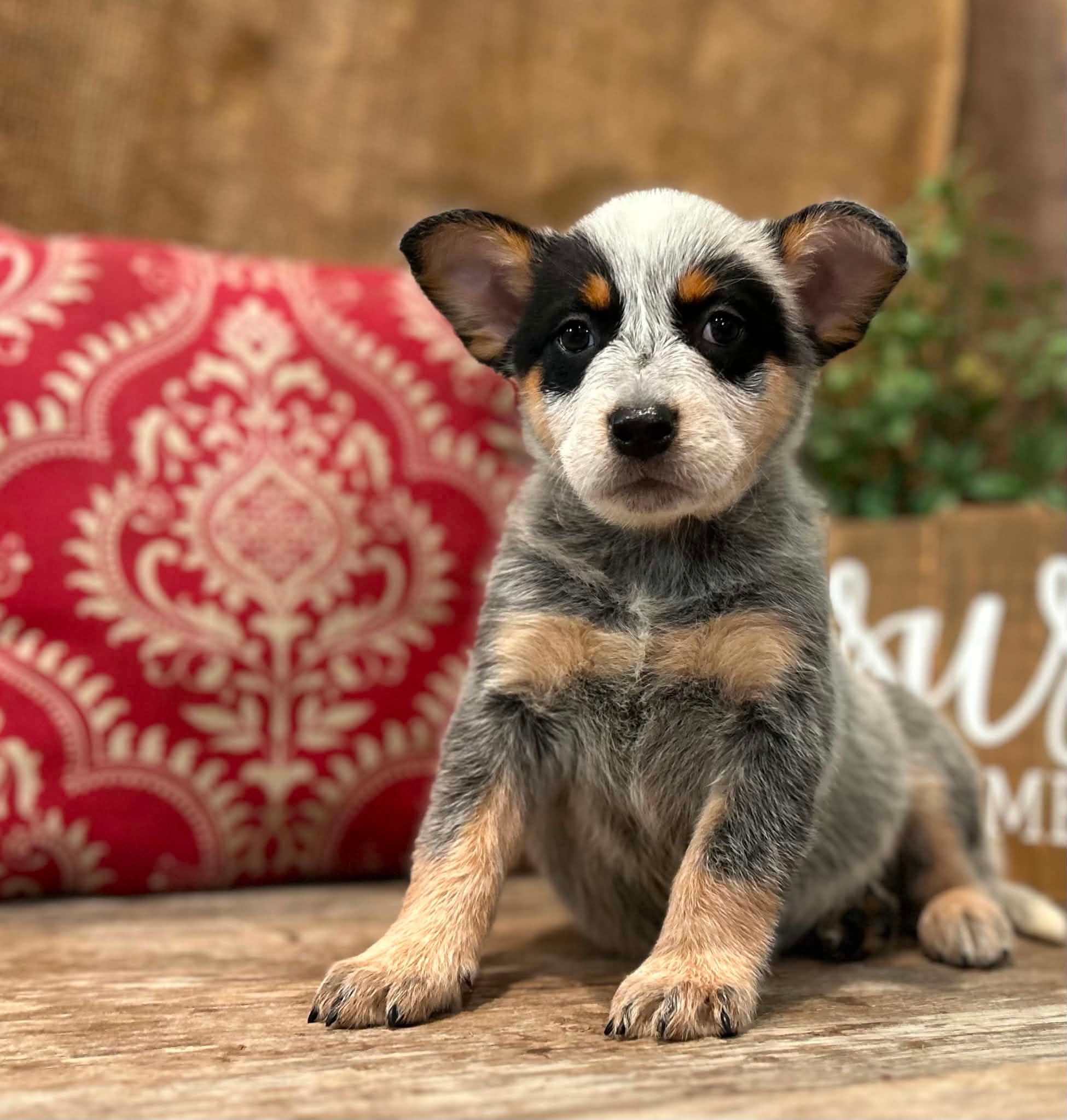 Sprinkles — female ACD puppy