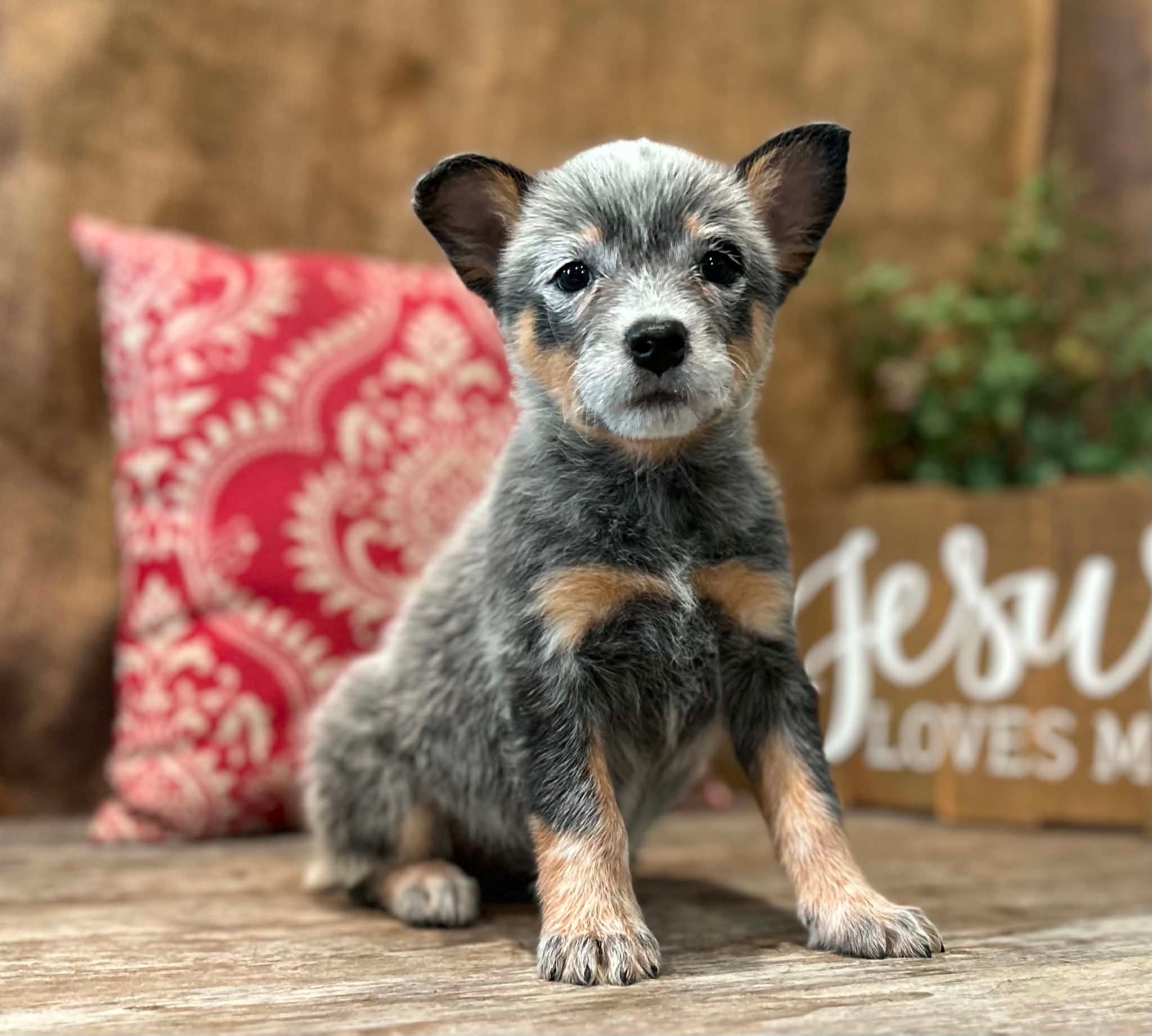 Sunny — female ACD puppy