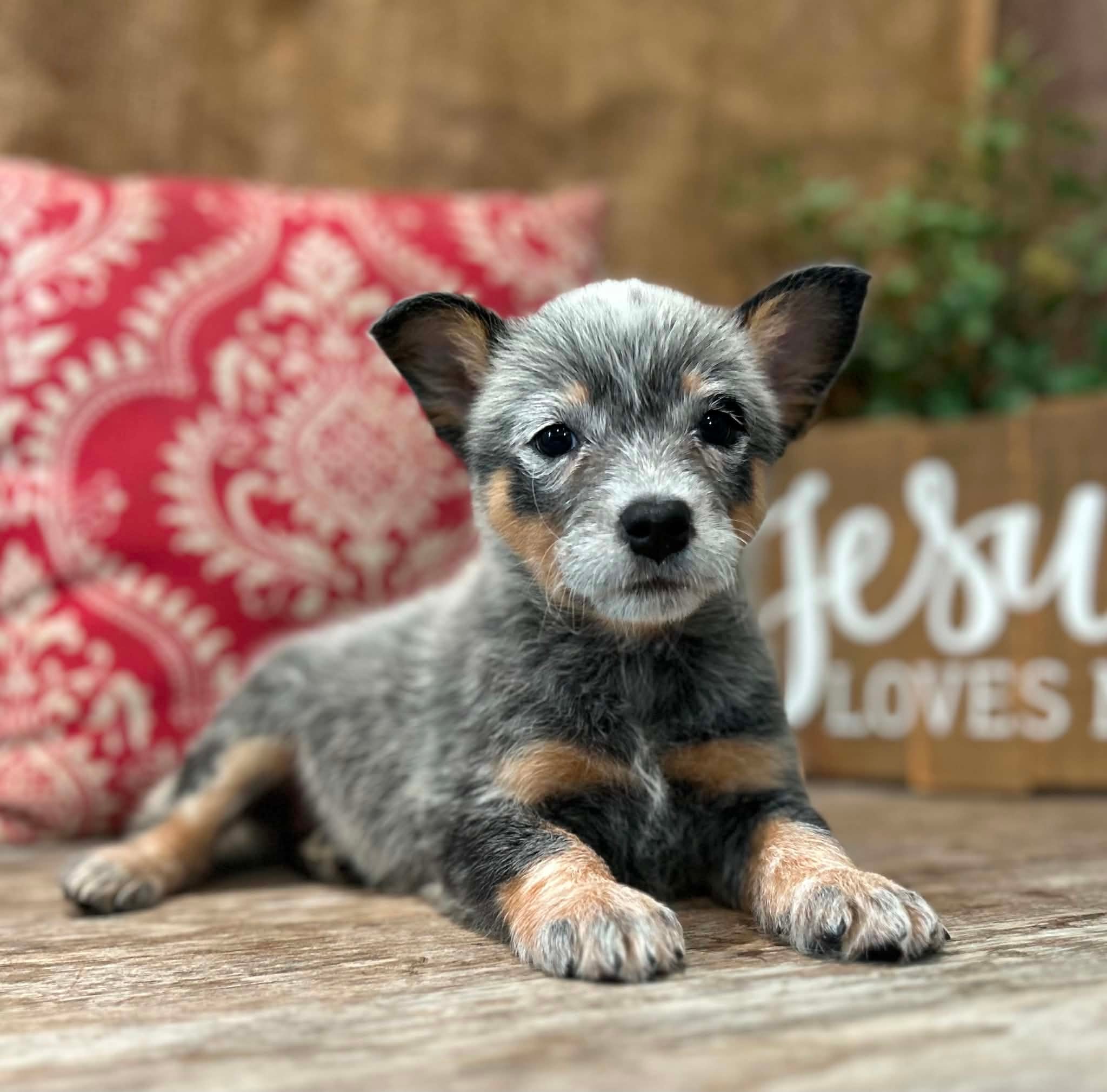 Sunny — female ACD puppy