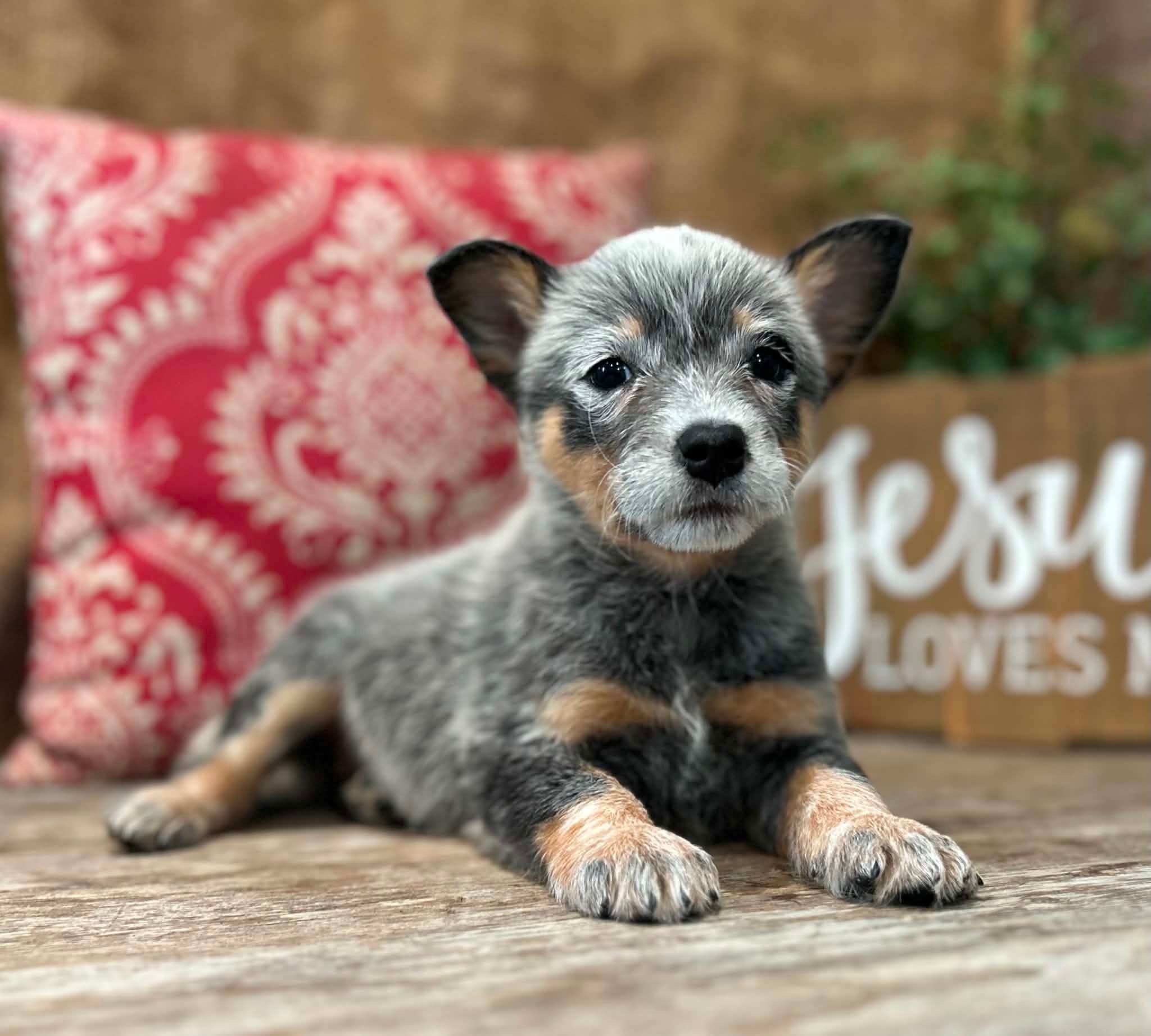 Sunny — female ACD puppy