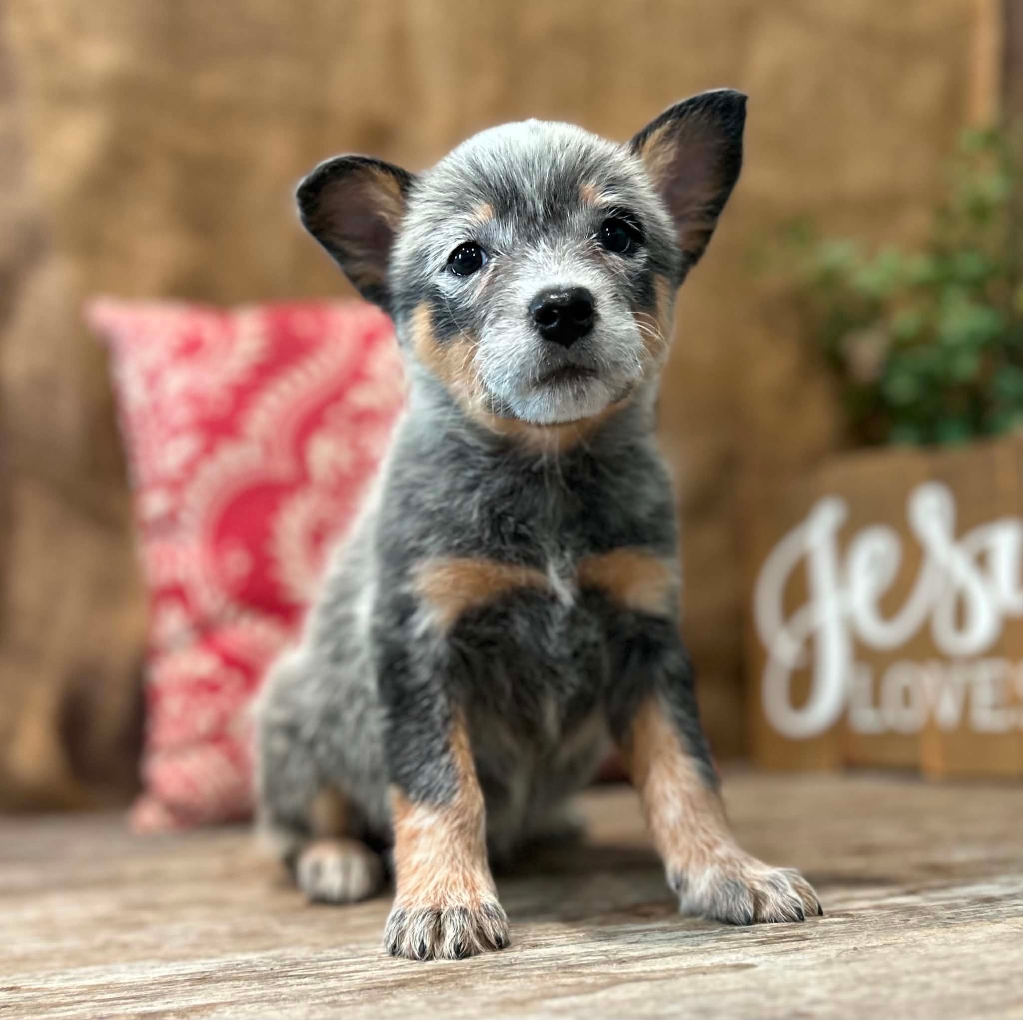 Sunny — female ACD puppy