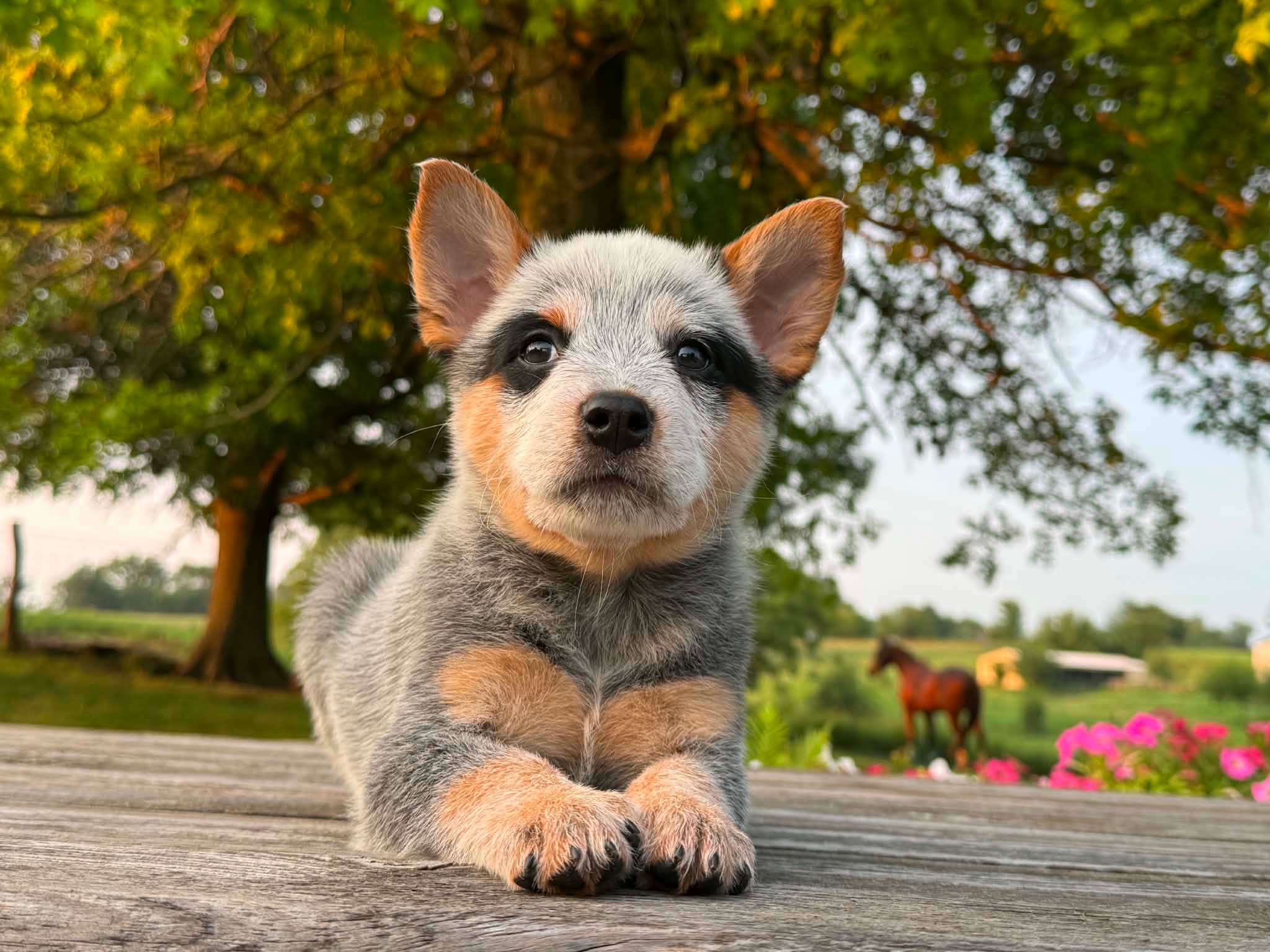 Tater — male ACD puppy