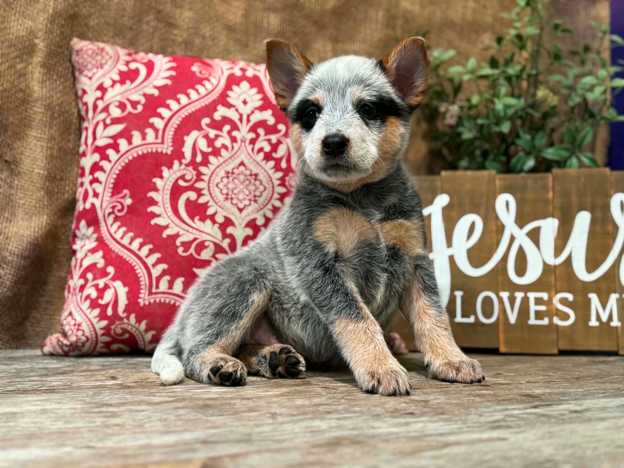 Tater — male ACD puppy