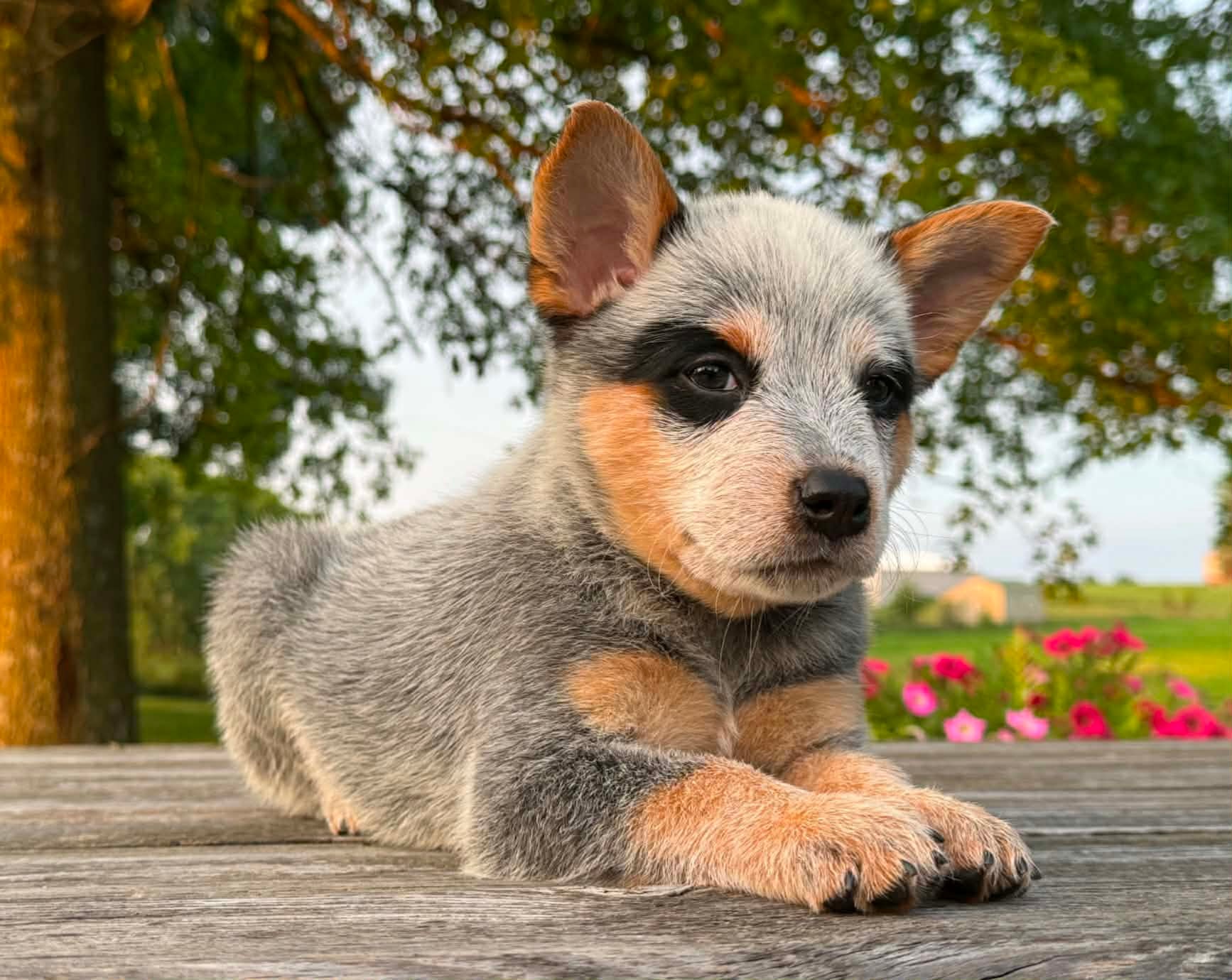 Tater — male ACD puppy