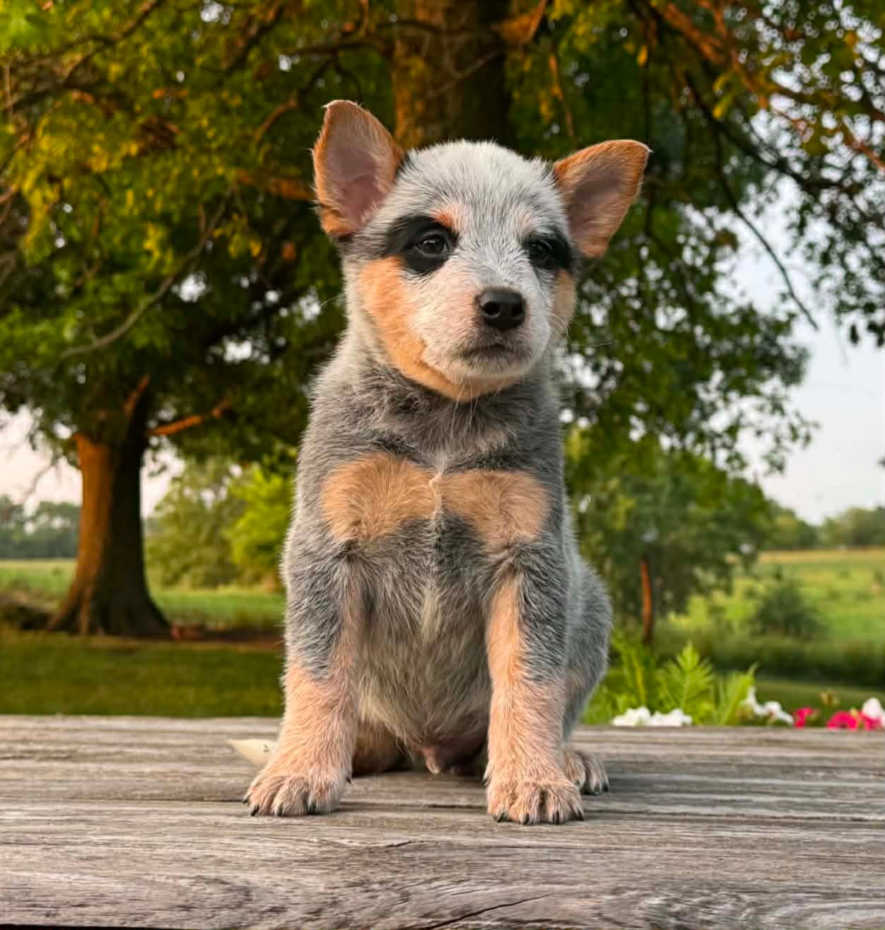 Tater — male ACD puppy
