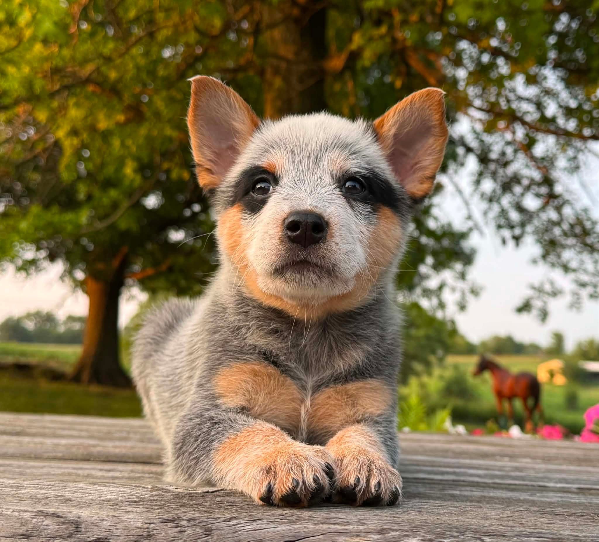 Tater — male ACD puppy
